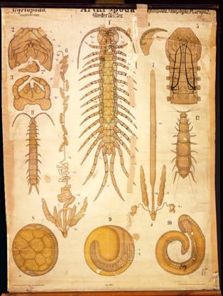 My 1-Arthropoda Myriapoda.jpg