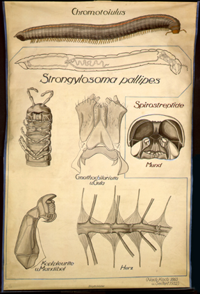 My 3-Chromatoiulus.jpg