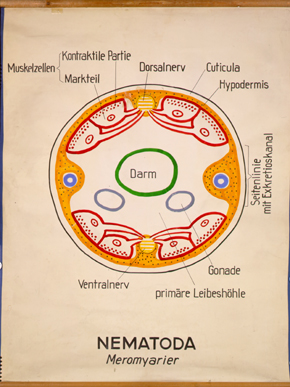 Nm 02-Nematoda, Meromyarier.jpg