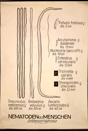 Nm 04-Nematoden des Menschen.jpg