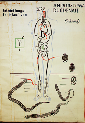 Nm 11-Entw.kreislauf Ancylostoma duo.jpg