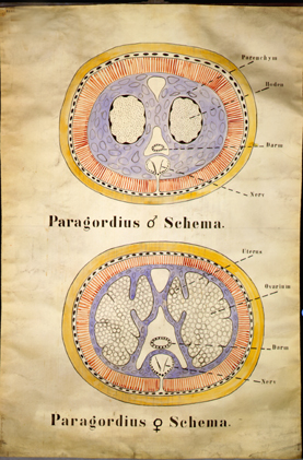 Nm 14-Paragordius.jpg