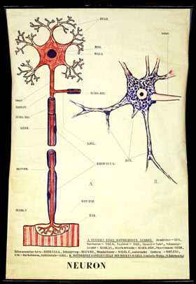 NS 01 Neuron.jpg