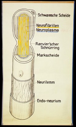 NS 02 Aufbau einer Nervenfaser.jpg