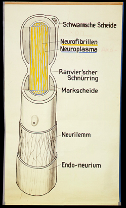 NS 02 Aufbau einer Nervenfaser.jpg