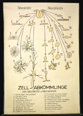 NS 03 Zellabkömmlinge v. Neuralrohr,-leiste.jpg