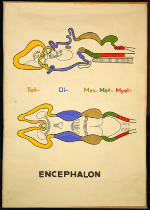 NS 04 -encephalon.jpg