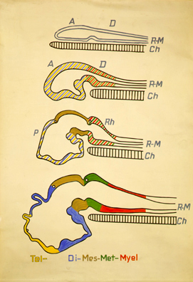 NS 05 Ontogenese d. Encephalon.jpg