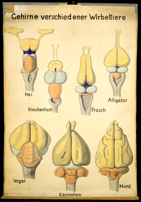 NS 06 Gehirne versch. Wirbeltiere.jpg