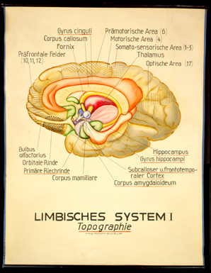 NS 08 Limbisches System I, Topographie.jpg