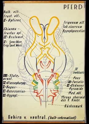 NS 09 Pferd, Gehirn v. ventral.jpg