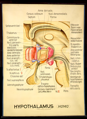 NS 11 Hypothalamus, Homo.jpg