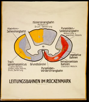 NS 12 Leitungsbahnen im Rückenmark.jpg