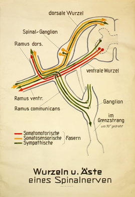 NS 13 Wurzeln u. Äste eines Spinalnerven.jpg