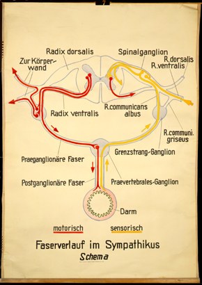 NS 14 Faserverlauf i. Sympathicus, Schema.jpg