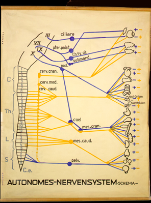 NS 15 Autonomes Nervensystem, Schema.jpg