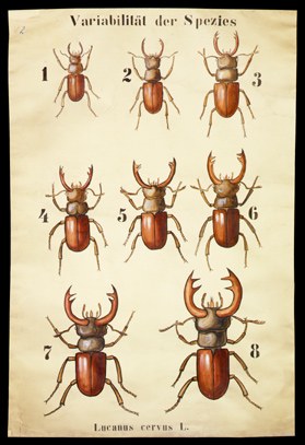 Öko 01 Lucanus cervus (Variation).jpg