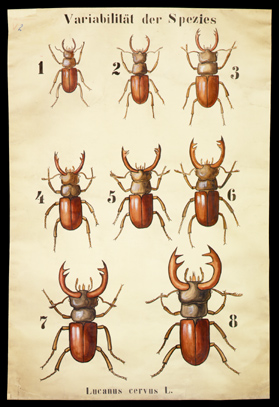 Öko 01 Lucanus cervus (Variation).jpg