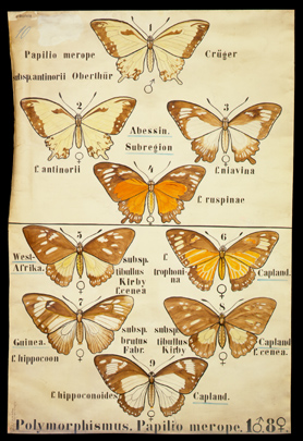 Öko 03 Polymorphismus, Papilio merope.jpg
