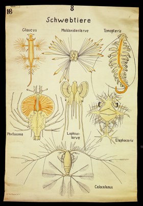 Öko 05 Schwebtiere Plankton.jpg