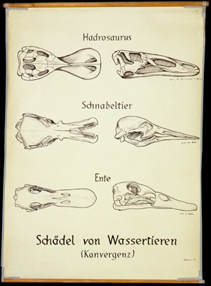 Öko 06 Schädel v. Wassertieren (Konvergenz).jpg