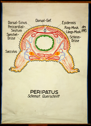 On 02-Peripatus.jpg