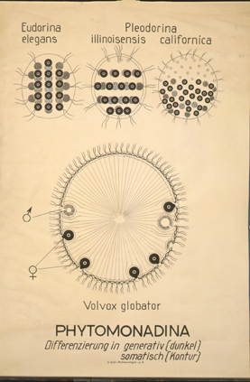 Phytomonadina