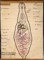Pl 10-Dicrocoelium lanc.jpg