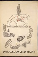 Pl 11-Dicrocoelium.jpg