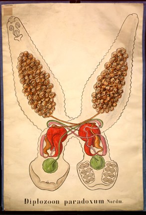 Pl 15-Diplozoon.jpg