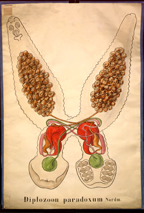 Pl 15-Diplozoon.jpg