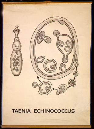Pl 21-Taenia echinococcus.jpg