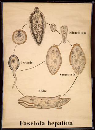 Pl 9-Fasciola hepatica#.jpg