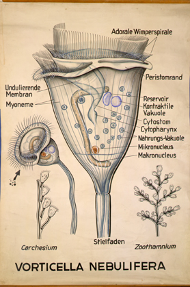 Pr 29-Vorticella.jpg