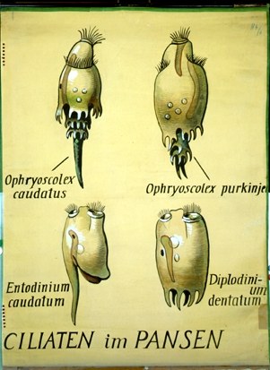 Ciliaten