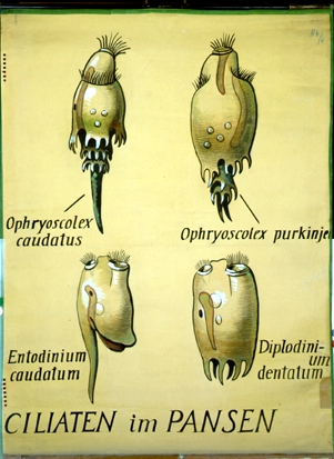 Ciliaten