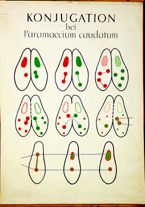 Konjugation Paramecium