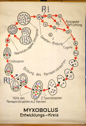 Myxobolus2