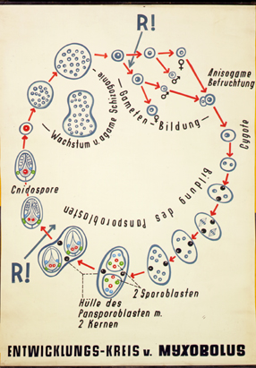 Myxobolus3