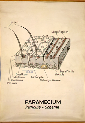 Paramecium1