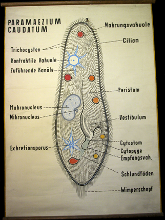 Paramecium2