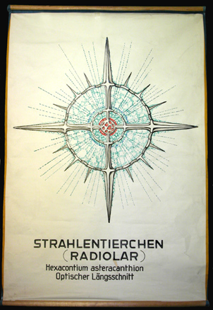 Strahlentierchen