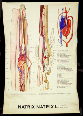 Re 01 Natrix natrix (Anatomie).jpg