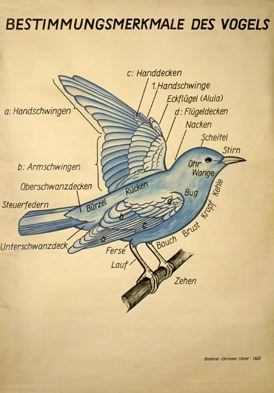Vo 01 Bestimmungsmerkmale d. Vogels.jpg