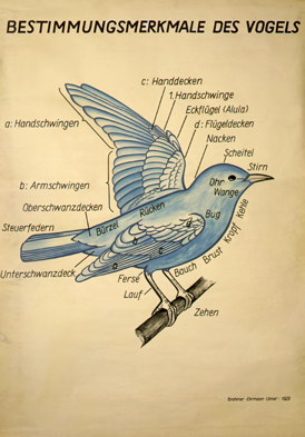 Vo 01 Bestimmungsmerkmale d. Vogels.jpg