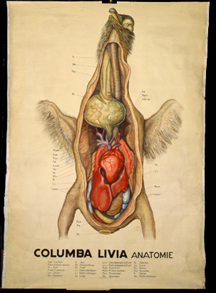Vo 02 Columba livia, Anatomie.jpg