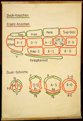 Sch 01 Deckknochen, Ersatzknochen.jpg