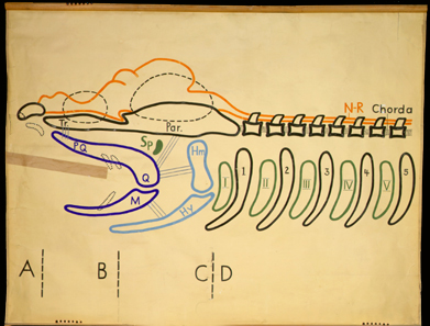 Sch 02 Schema, Wirbeltierschädel.jpg