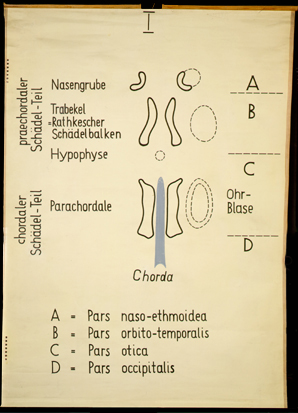 Sch 03 Neurocranium, Entwicklung I.jpg