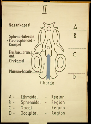 Sch 04 Neurocranium, Entwicklung II.jpg